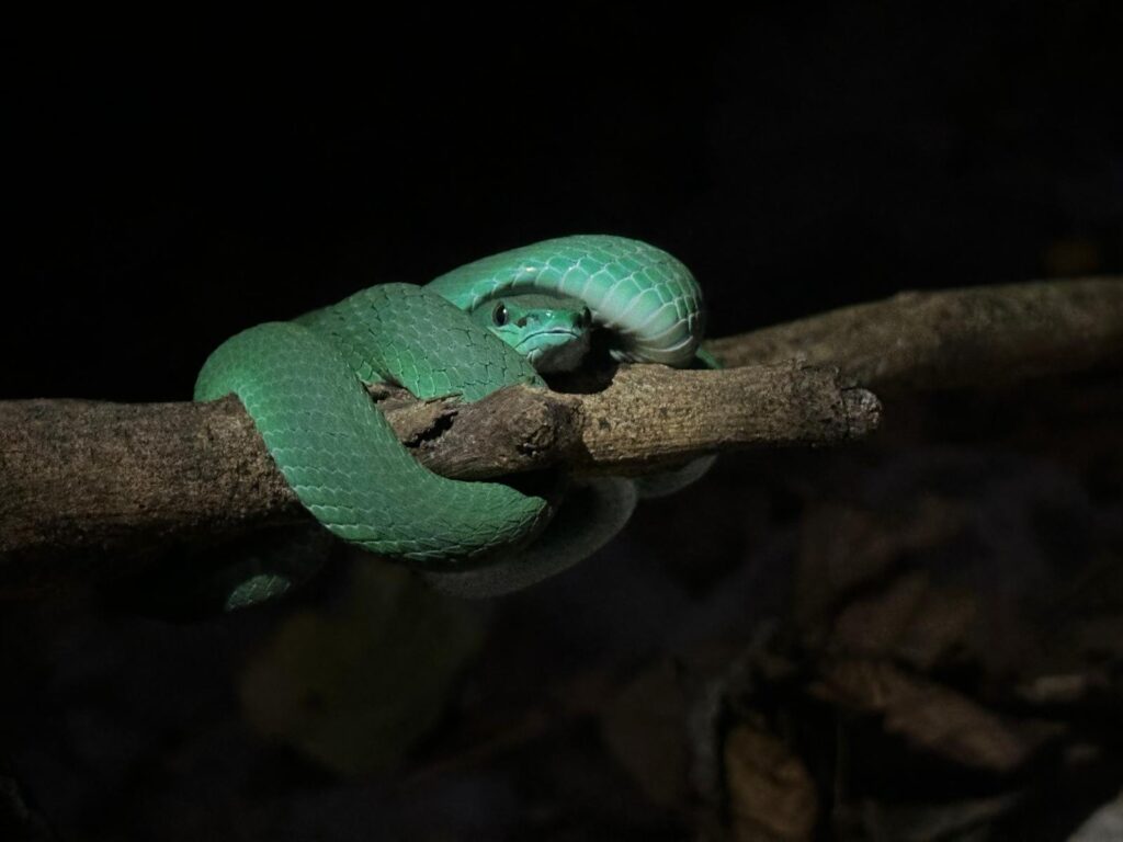Snake 1024x768